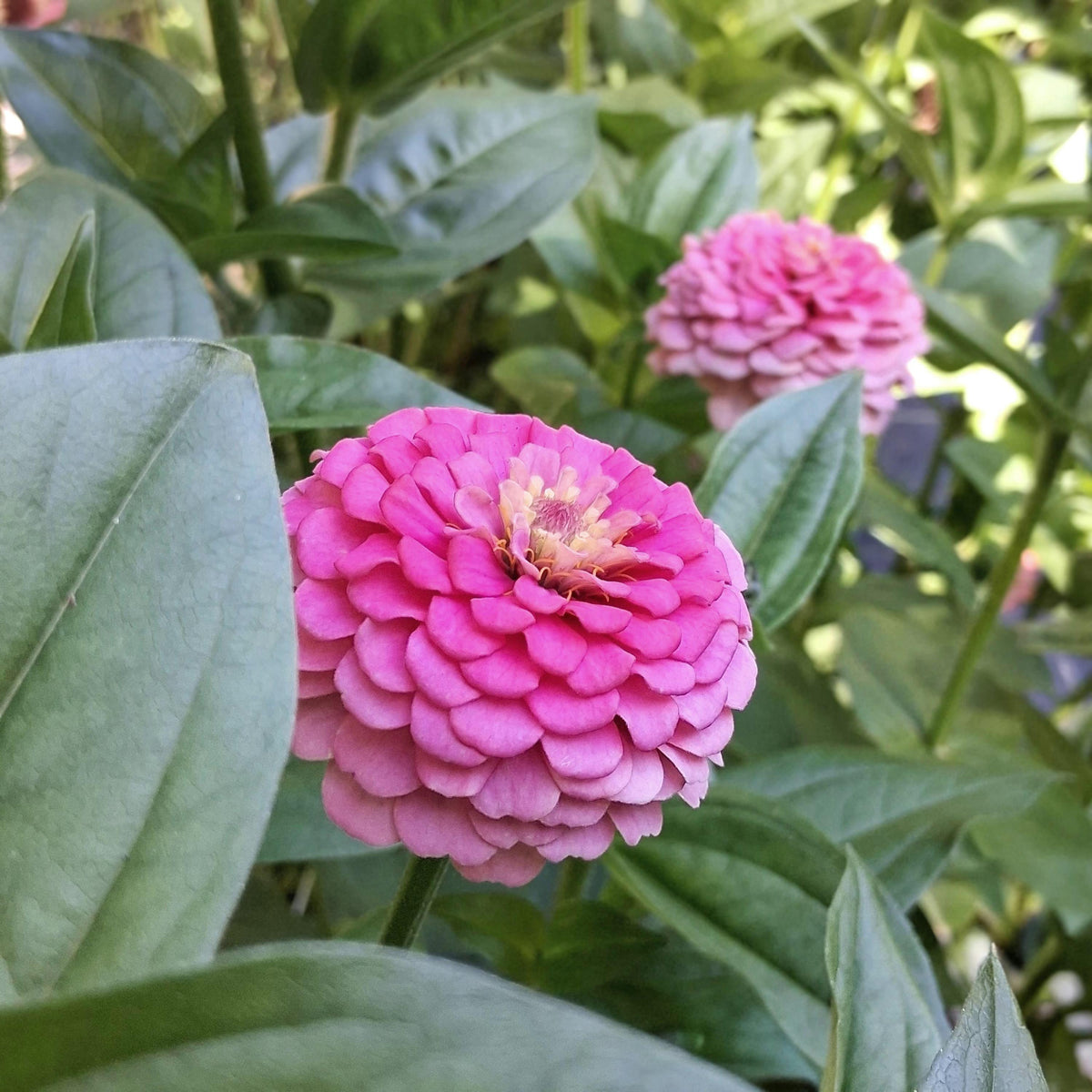 Zinnia Oklahoma Pink, Zinnia elegans, annuelle, 20 graines