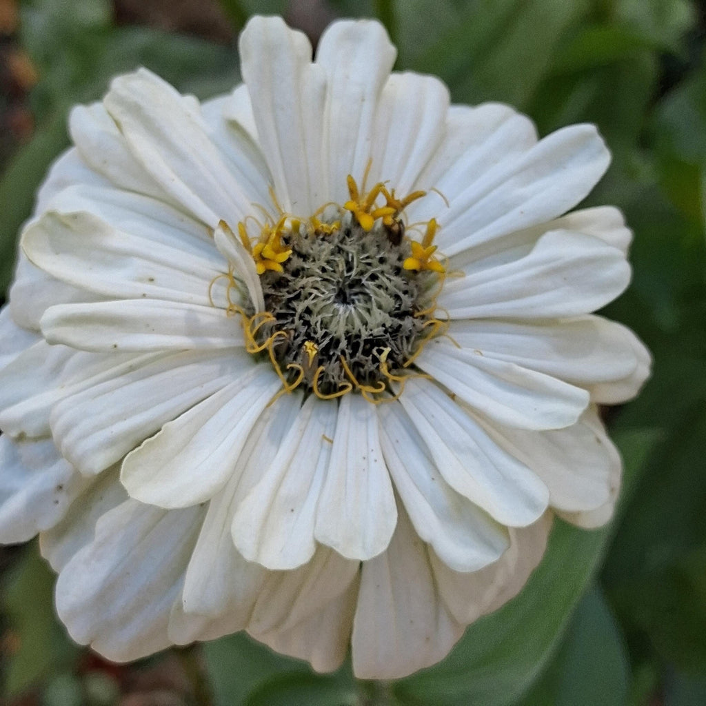 Zinnia Ours polaire, zinnia blanche, ivoire, creme, annuelle, 25 graines
