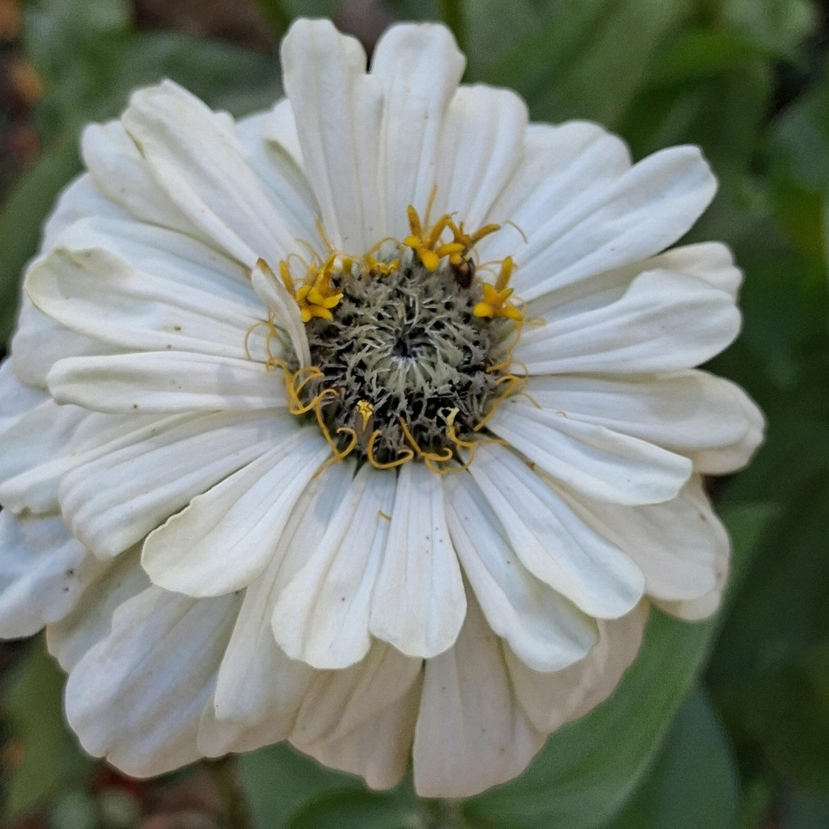 Zinnia Ours polaire, zinnia blanche, ivoire, creme, annuelle, 25 graines