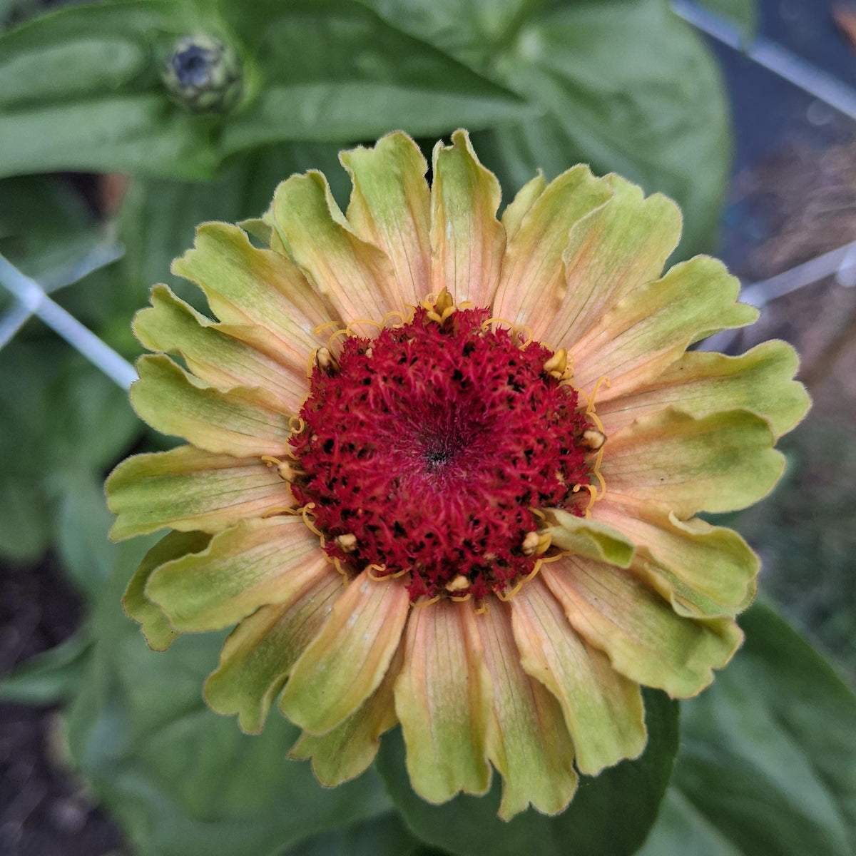 Zinnia Queen Lime blush, collection Queeny, vintage toned, Queen lime fard à joue, annuelle, zinnia elegans, Speciality