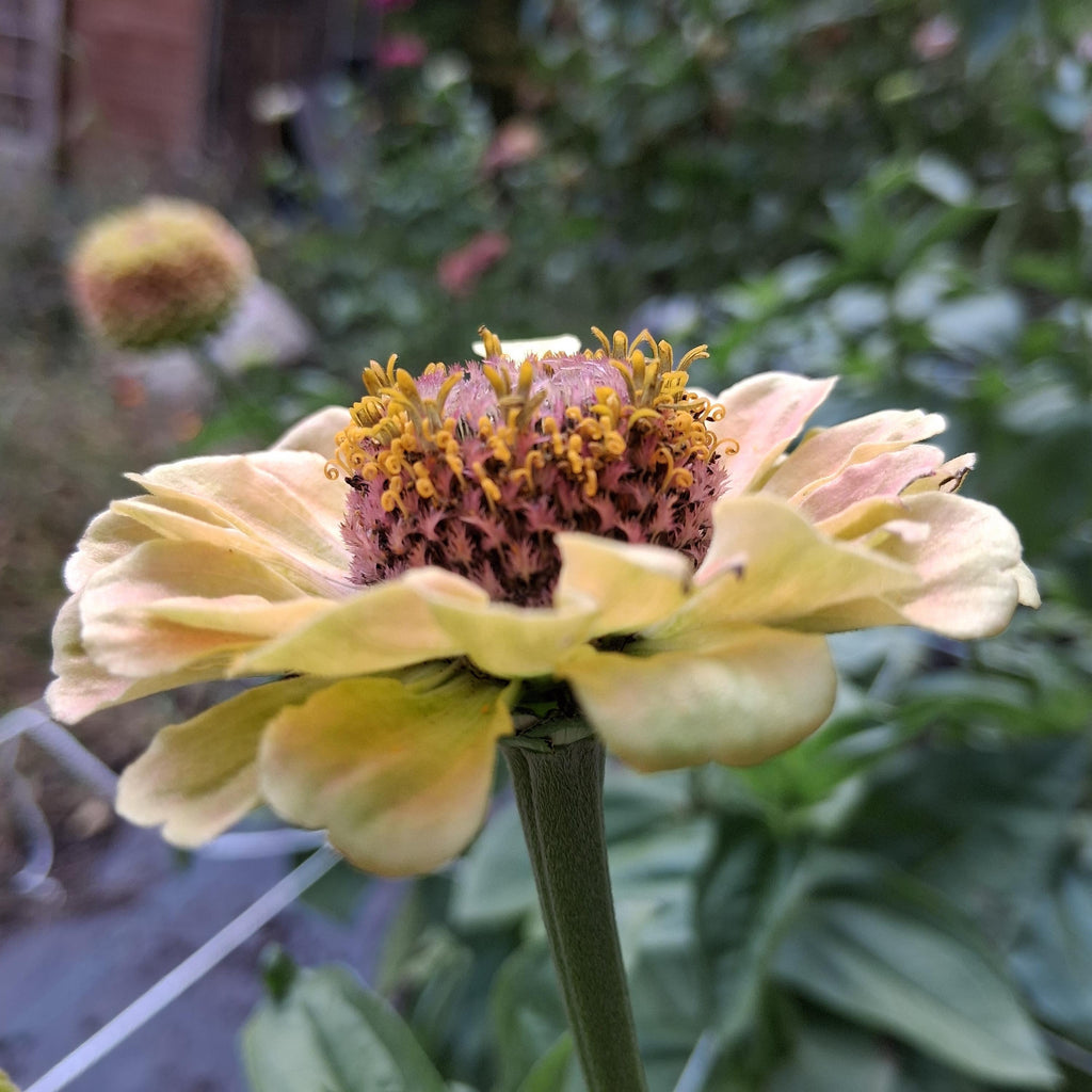 Zinnia Queen Lime blush, collection Queeny, vintage toned, Queen lime fard à joue, annuelle, zinnia elegans, Speciality