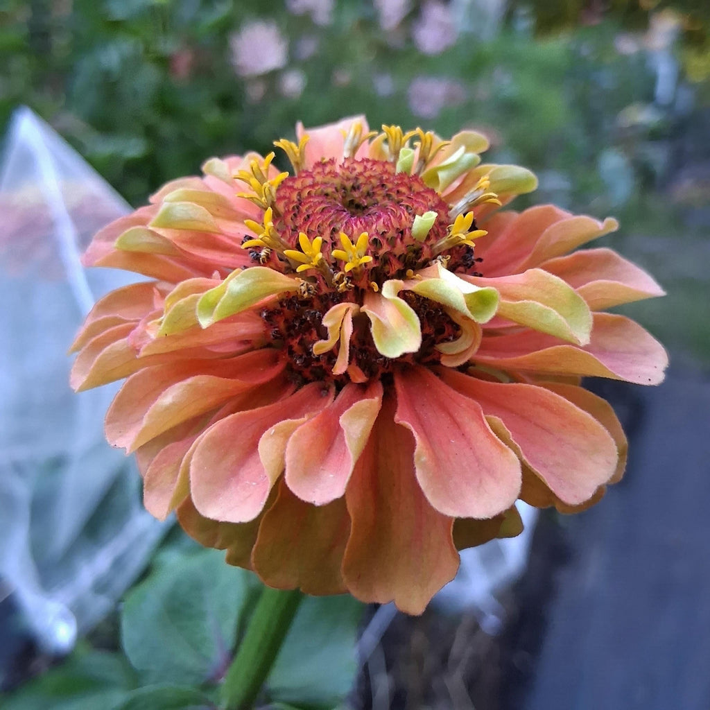 Zinnia Queen Lime Orange graines, collection Queeny serie, vintage toned, zinnia speciality annuelle, zinnia elegans