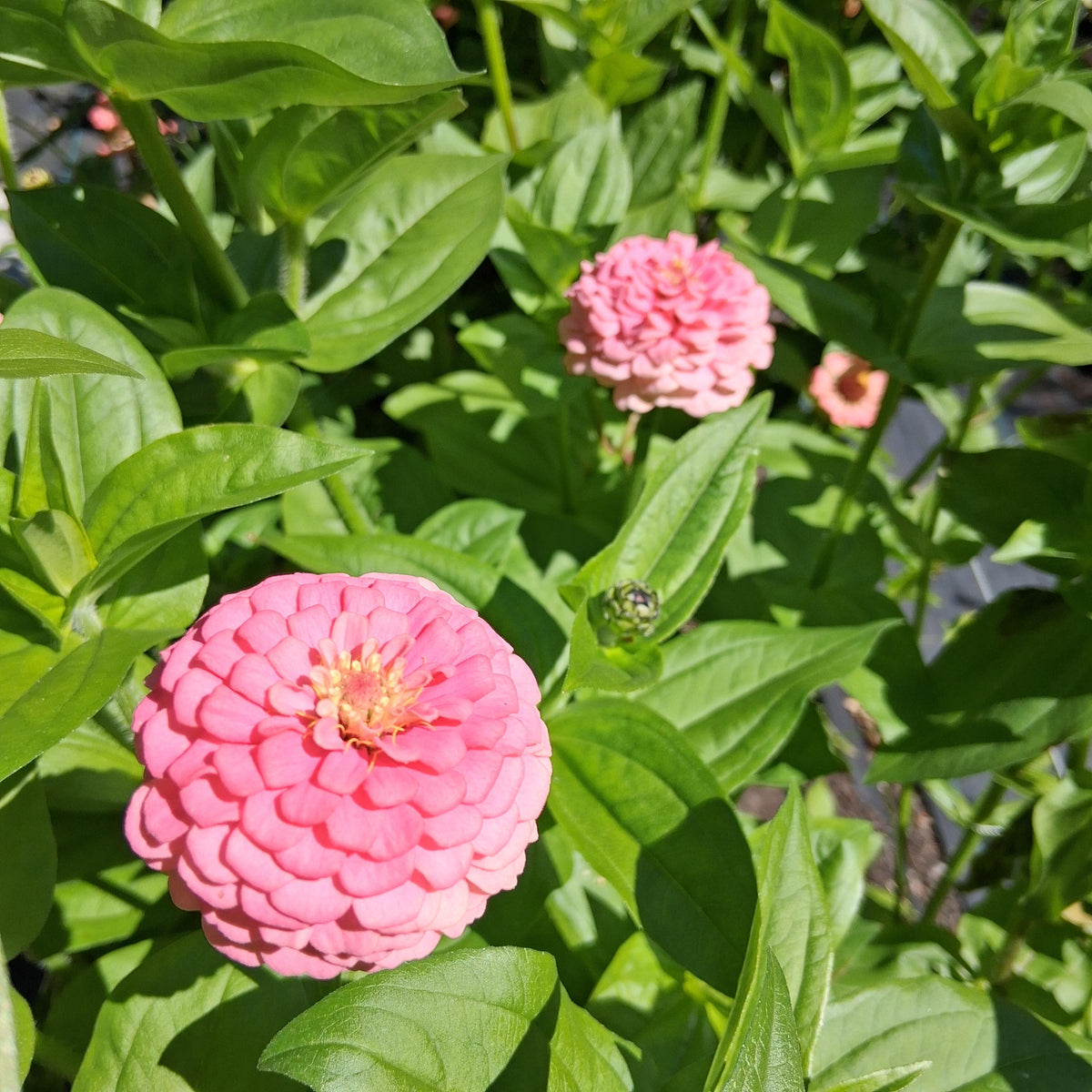 Zinnia Oklahoma Pink, Zinnia elegans, annuelle, 20 graines
