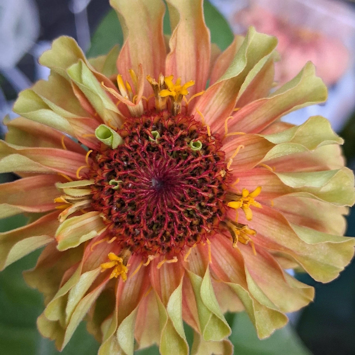 Zinnia Queen Lime Orange graines, collection Queeny serie, vintage toned, zinnia speciality annuelle, zinnia elegans