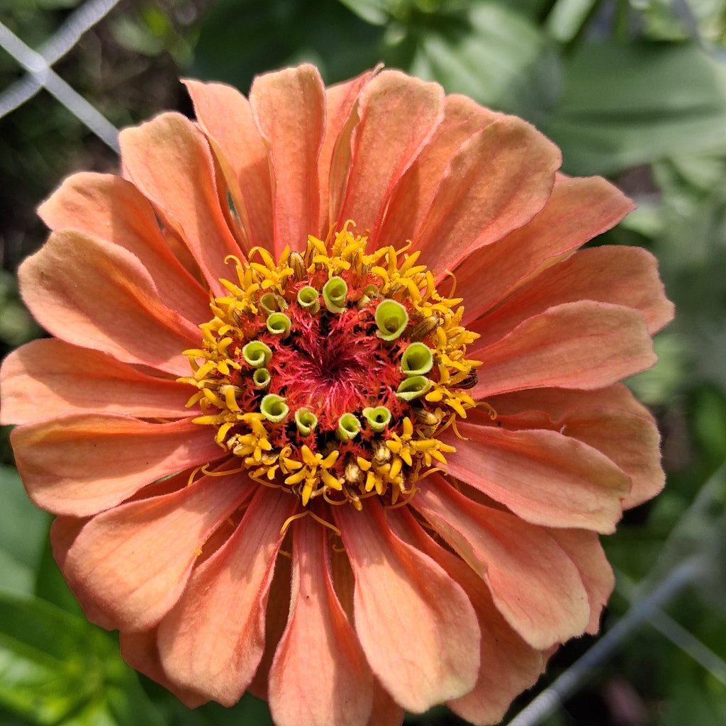 Zinnia Queen Lime Orange graines, collection Queeny serie, vintage toned, zinnia speciality annuelle, zinnia elegans