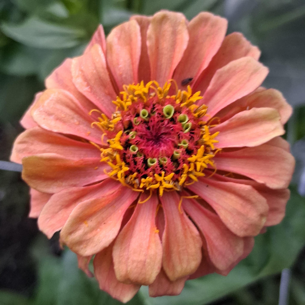 Zinnia Queen Lime Orange graines, collection Queeny serie, vintage toned, zinnia speciality annuelle, zinnia elegans