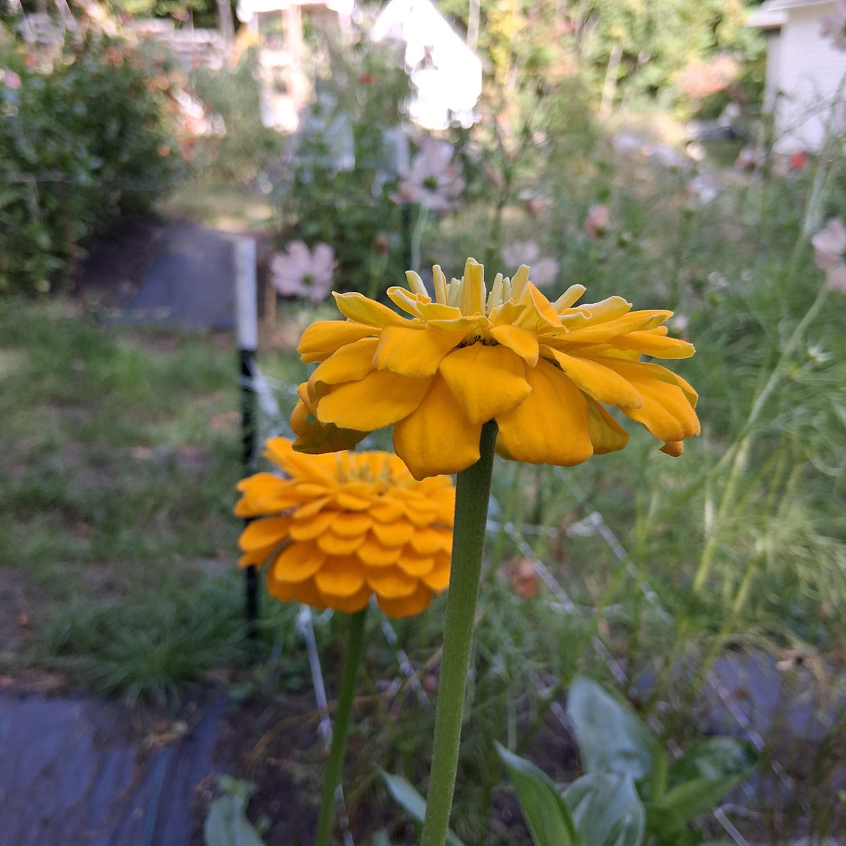 Zinnia Benary's Giant Golden Yellow, Zinnia Jaune doré Benarys géante,  zinnia elegans, annuelle, 25 graines