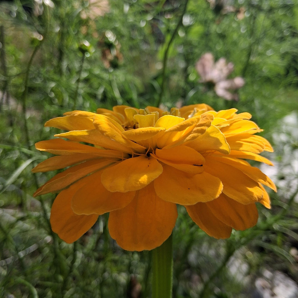 Zinnia Benary's Giant Golden Yellow, Zinnia Jaune doré Benarys géante,  zinnia elegans, annuelle, 25 graines