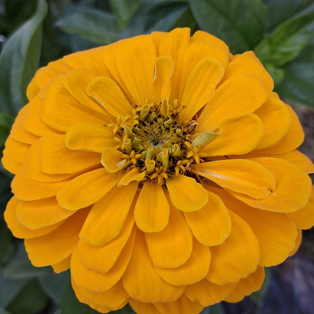 Zinnia Benary's Giant Golden Yellow, Zinnia Jaune doré Benarys géante,  zinnia elegans, annuelle, 25 graines