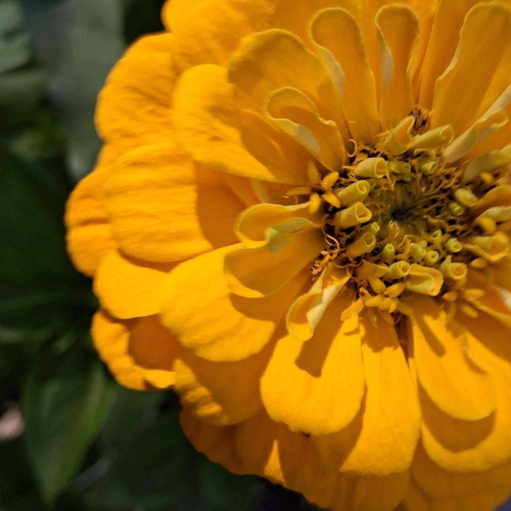 Zinnia Benary's Giant Golden Yellow, Zinnia Jaune doré Benarys géante,  zinnia elegans, annuelle, 25 graines