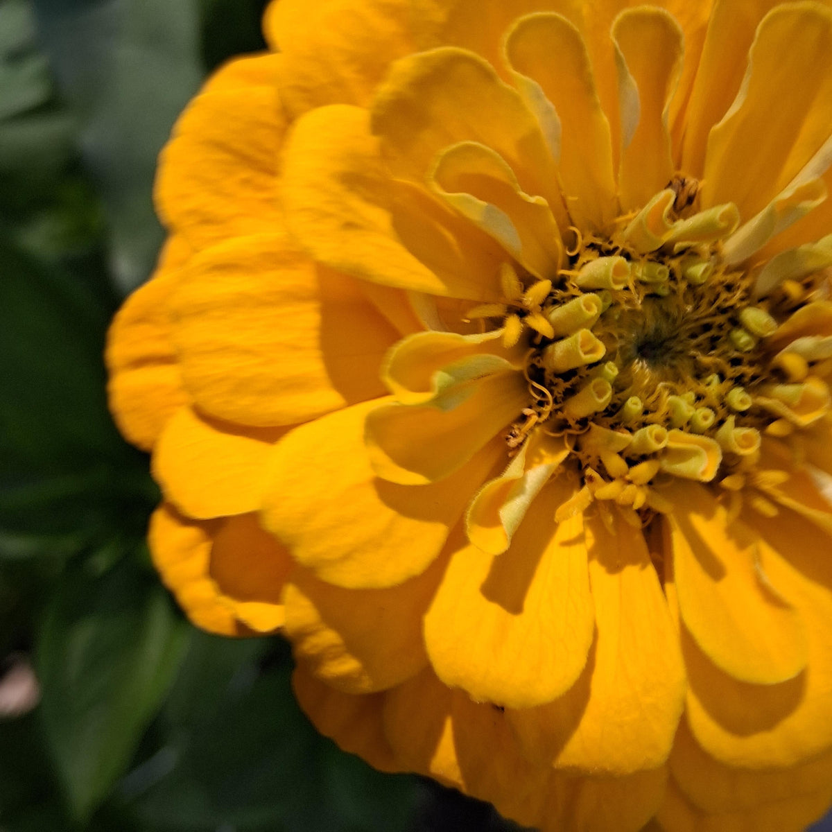 Zinnia Benary's Giant Golden Yellow, Zinnia Jaune doré Benarys géante,  zinnia elegans, annuelle, 25 graines