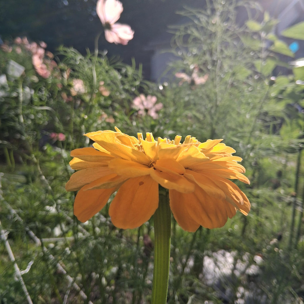 Zinnia Benary's Giant Golden Yellow, Zinnia Jaune doré Benarys géante,  zinnia elegans, annuelle, 25 graines