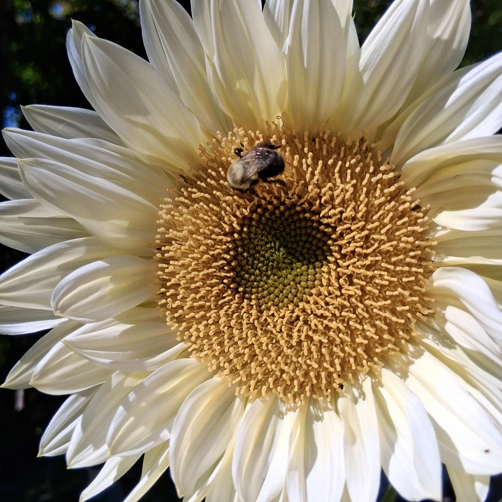 Sunflower ProCut White Lite, F1 Tournesol, creamy, pale ivory to pale yellow petals, Helianthus annuus, annuelle, sans pollen, 10 graines+