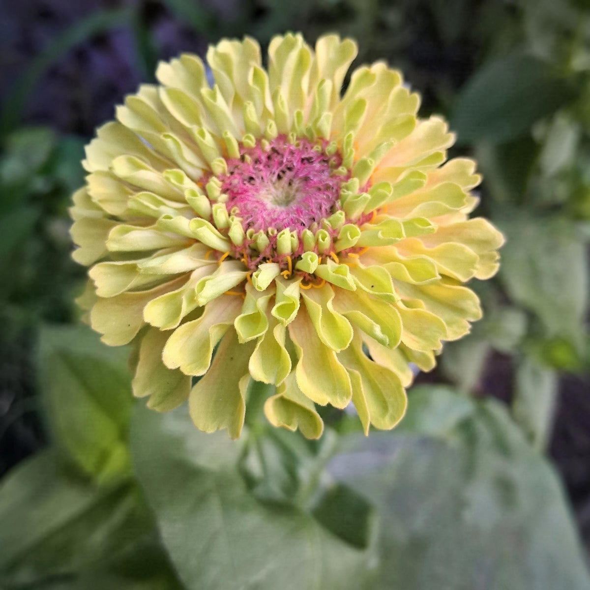 Zinnia Queen Lime blush, collection Queeny, vintage toned, Queen lime fard à joue, annuelle, zinnia elegans, Speciality