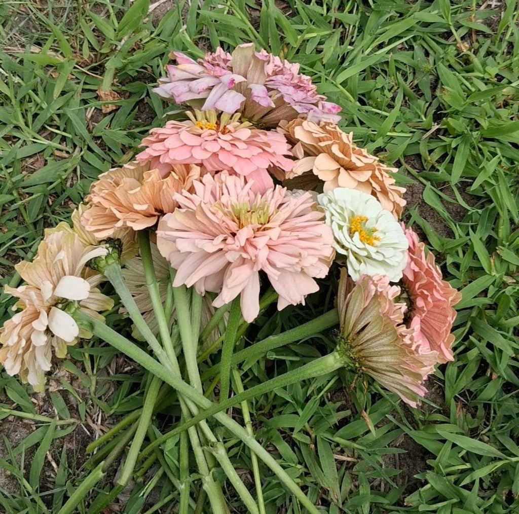 Zinnia Ballerina, RARE Zinnia elegans Ballerine originales, annuelle, couleurs pastel douces pêche, et rose et mauve.