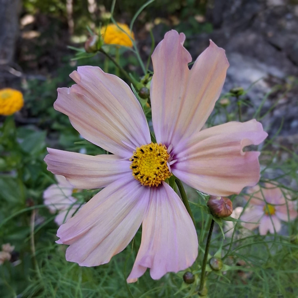 Cosmos Apricotta, rose abricot couleurs pastel, annuelle, Cosmos bipinnatus, speciality cutflower