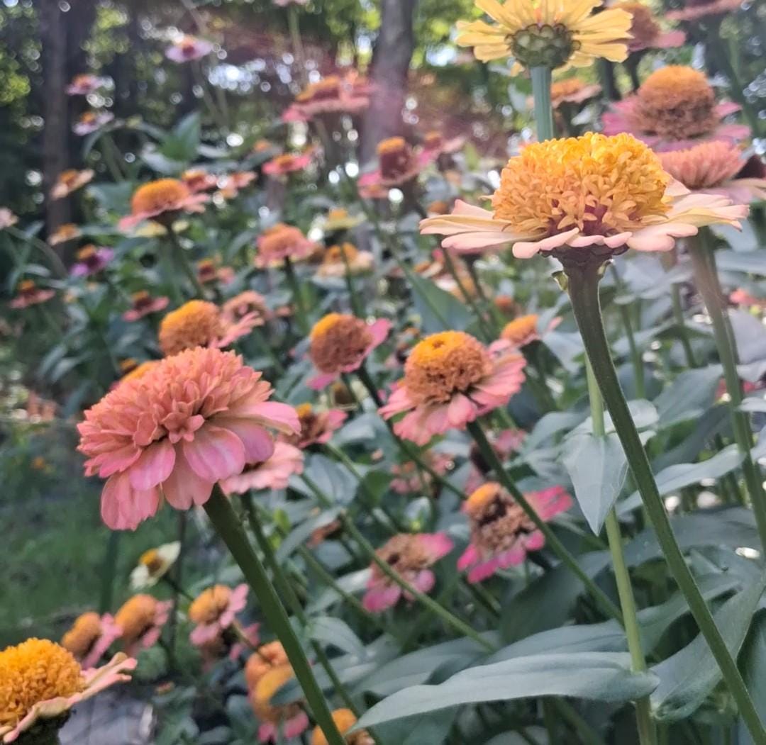 Zinnia Zinderella Peach, zinnia de fantaisie "cupcake", zinnia speciality, annuelle, zinnia elegans cutflower