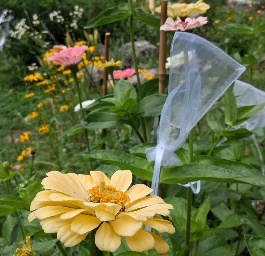 Didiscus Blue Lacy Lavender, fleur de dentelle tête d'épingles, Trachymene coerulea, fleur en pelote d'épingle, annuelle, 30 graines+