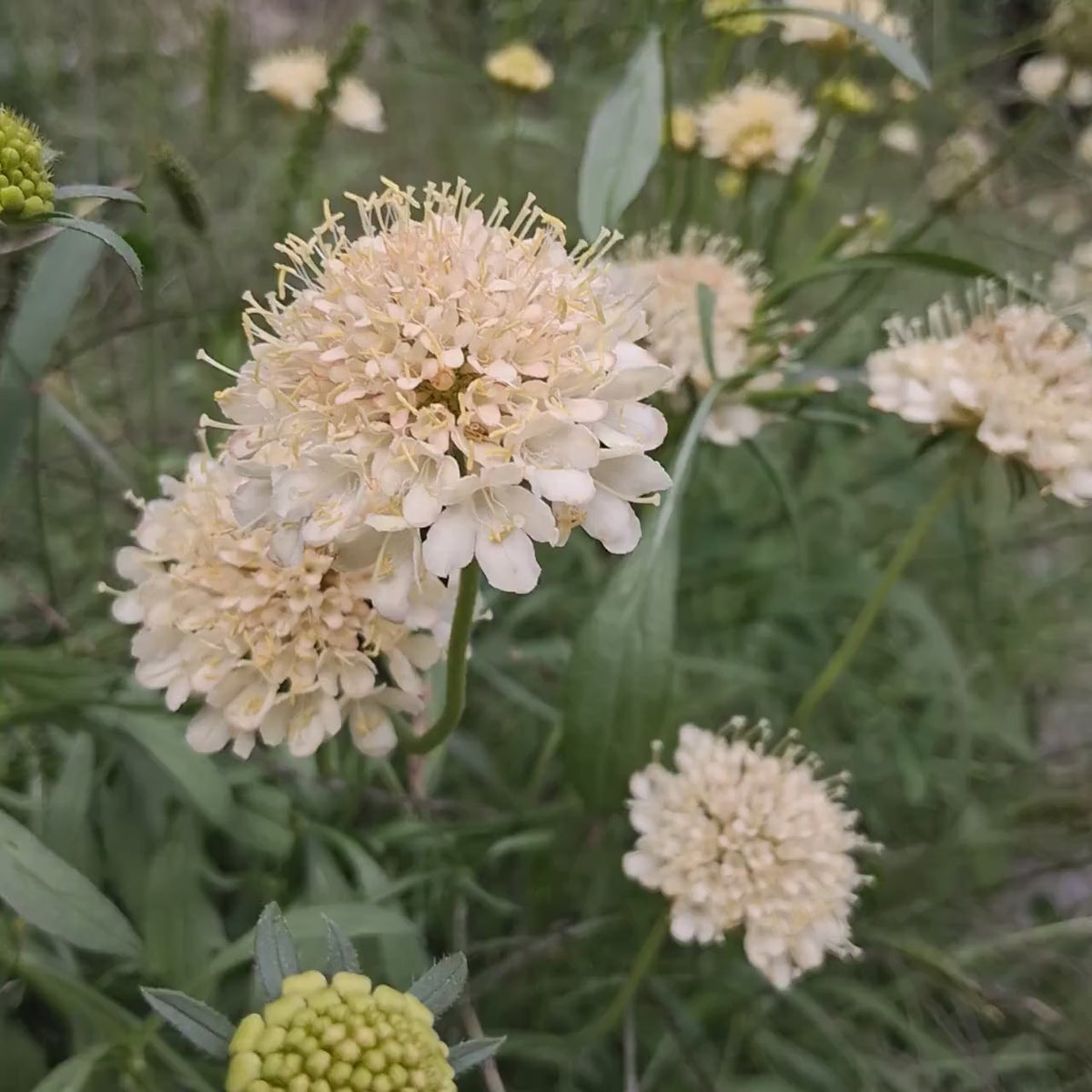 Scabieuse 'Fata Morgana'