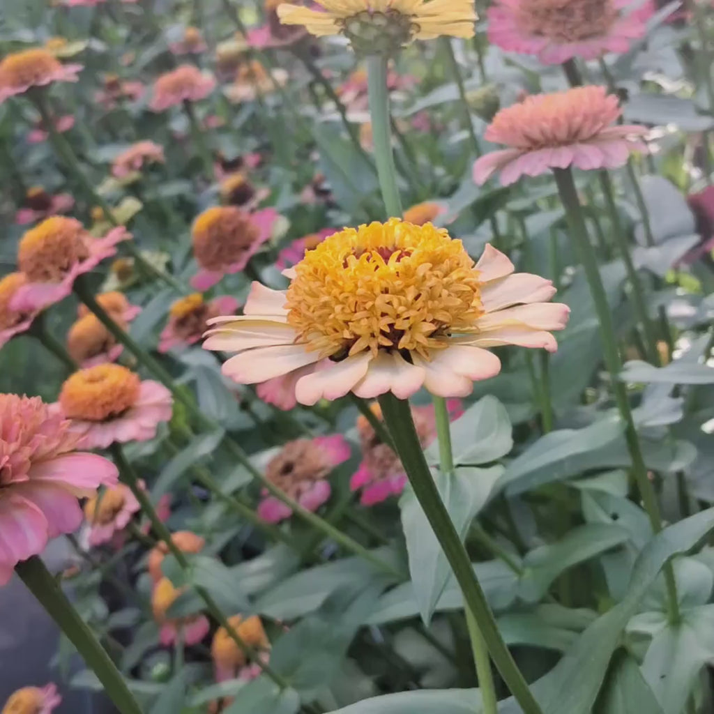 Zinnia « Zinderella Peach »