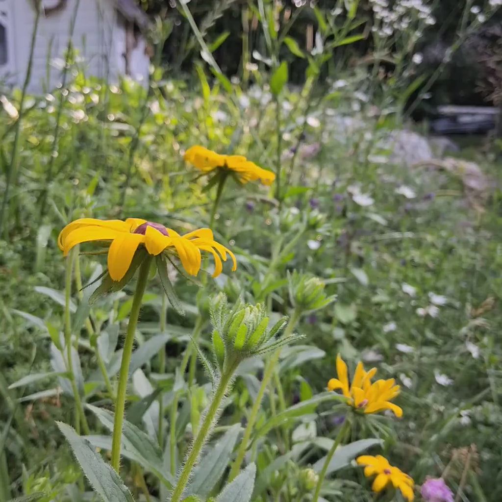 Rudbeckia hérissée « Black Eyed Susan »