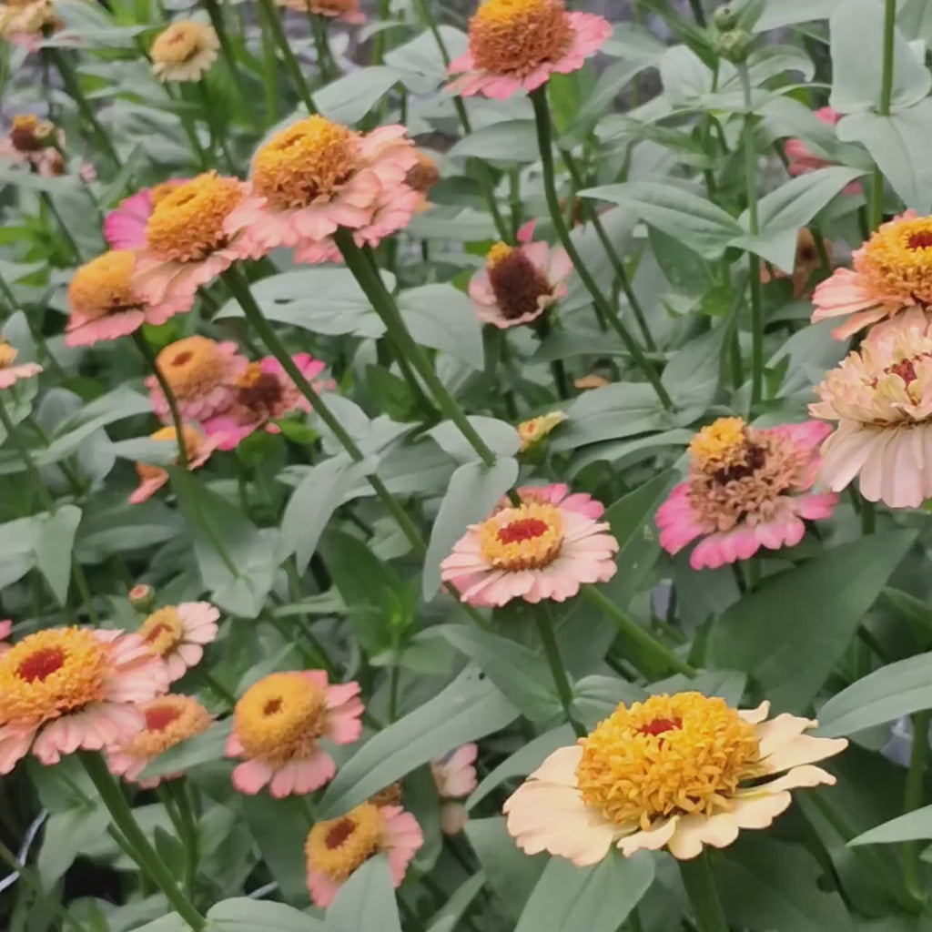 Zinnia « Zinderella Peach »