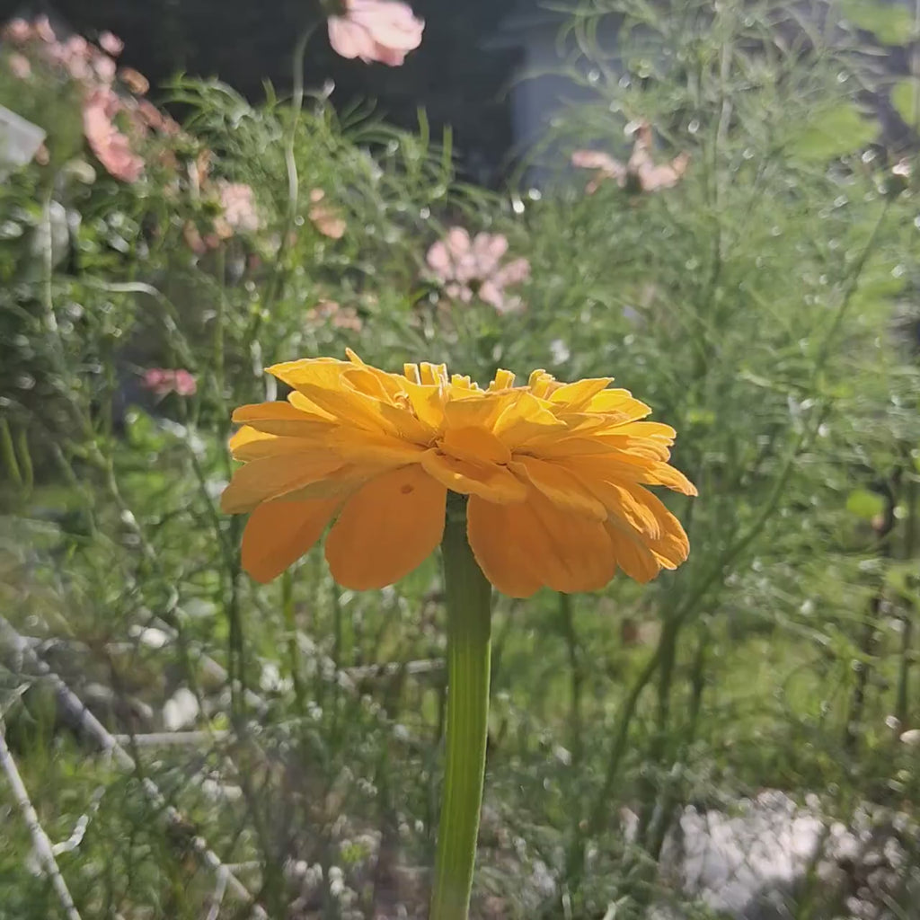 Zinnia « Benary’s Giant Golden Yellow »