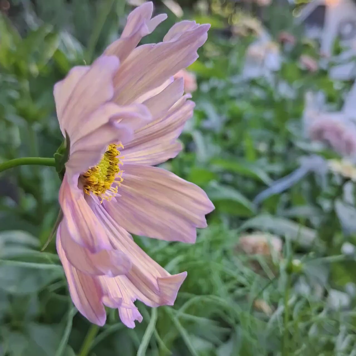 Cosmos « Apricotta »