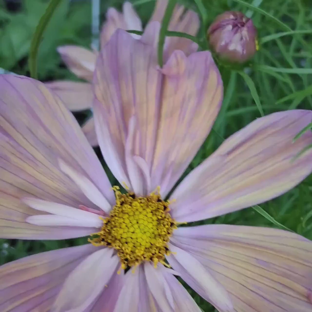 Cosmos « Apricotta »