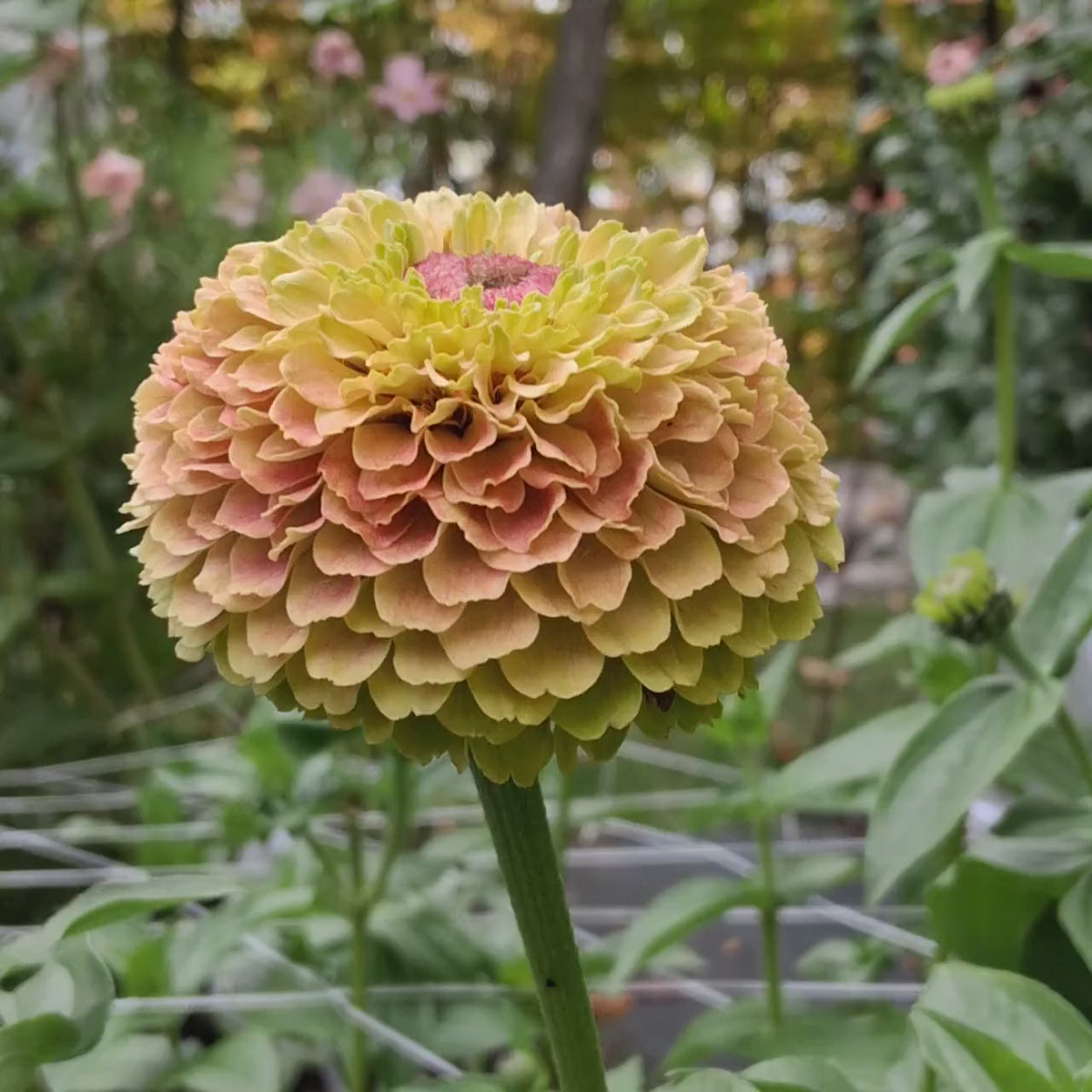 Zinnia 'Queen Lime Blush'