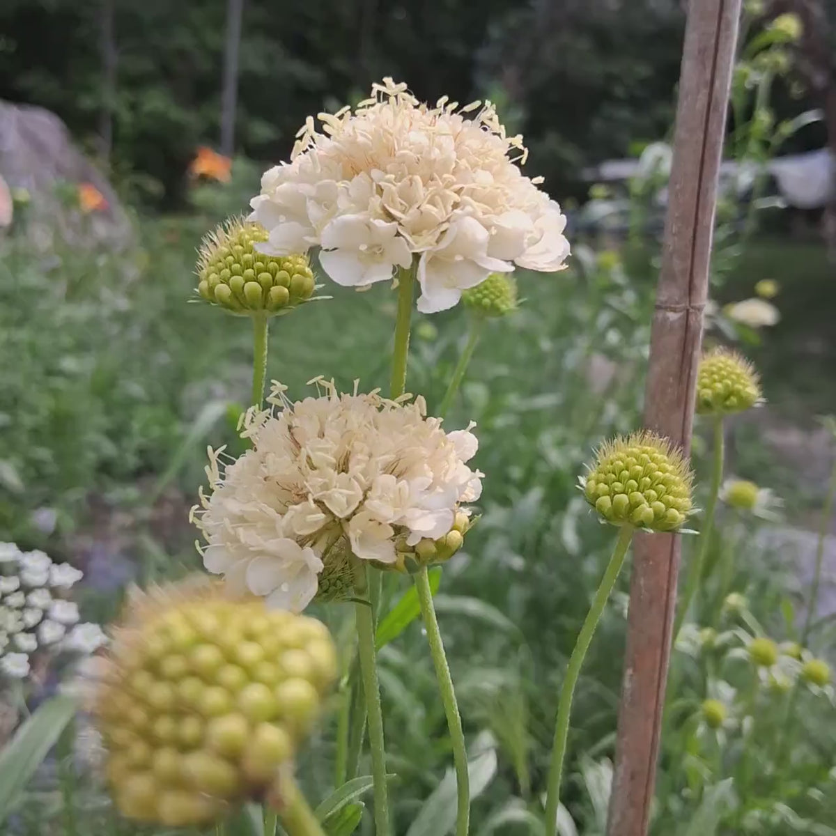 Scabieuse 'Fata Morgana'