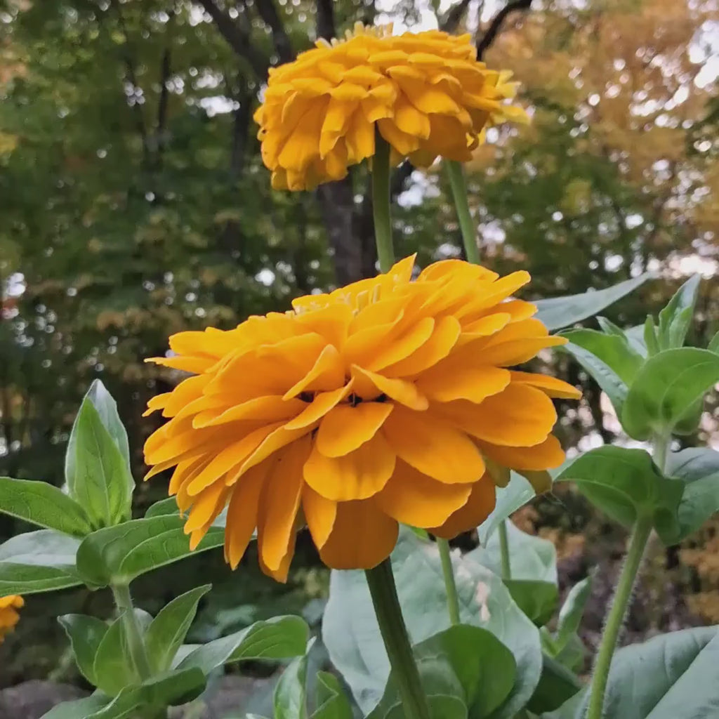 Zinnia « Benary’s Giant Golden Yellow »
