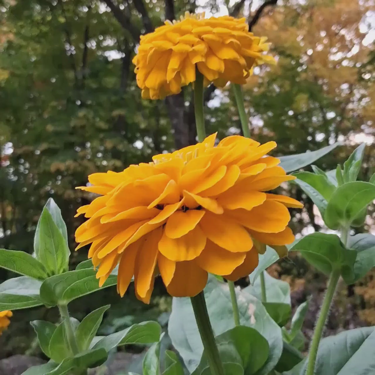 Zinnia « Benary’s Giant Golden Yellow »