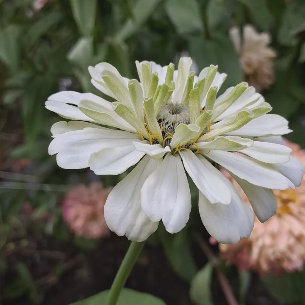 Zinnia « Ours polaire »
