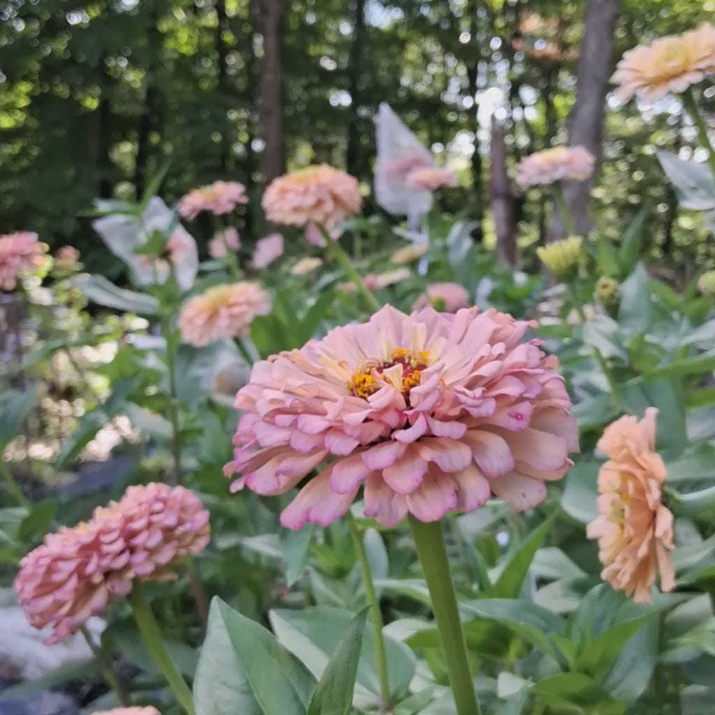 Zinnia « Ballerina »