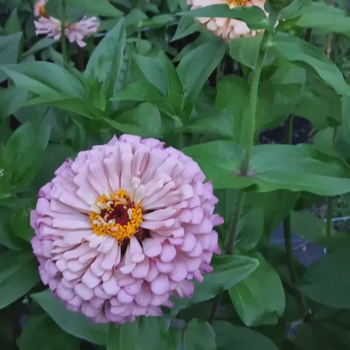 Zinnia « Ballerina »